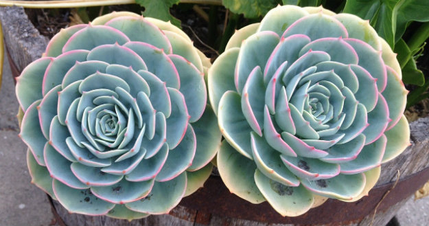 Two beautiful big succulents in a pot